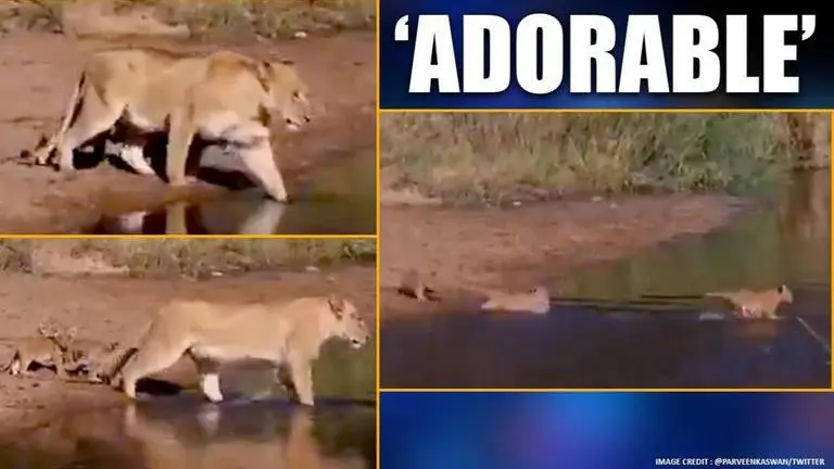 Video of lioness taking her cubs for a stroll is winning hearts on internet Lioness