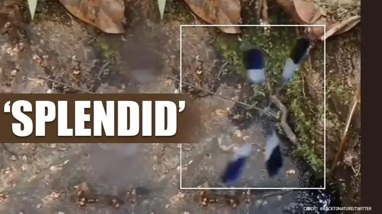 Video of Helicopter Damselflies in jungles of Latin America leaves netizens stunned Latin America: Clip of Helicopter Damselfly in jungle leaves netizens stunned