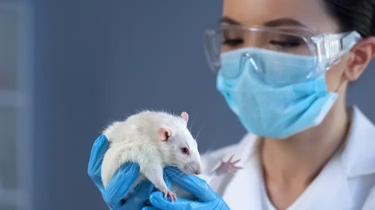 Chinese Scientists Develop Mutant Coronavirus Strain Targeting The Brain, 100% Lethality in Mice Chinese scientists experimented with GX_P2V, a mutated strain of a coronavirus found in Malaysian pangolins in 2017.