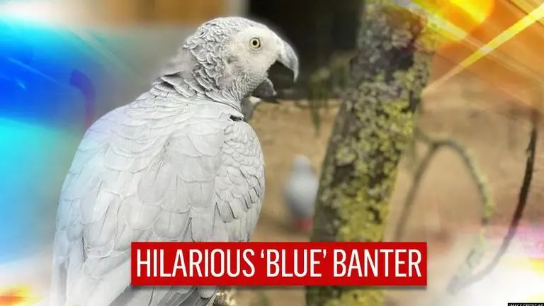 'Bad influence': Five parrots separated for encouraging each other to swear at visitors Gray parrots