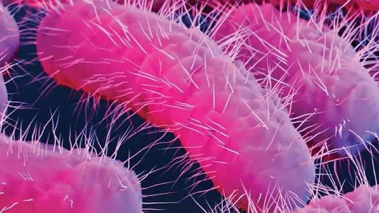 Explained: What is Shigella? The bacteria that killed Kerala girl due to food poisoning Kerala