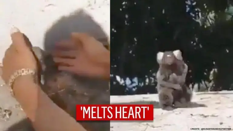 Lion Tamarian reunited with mama by good samaritan, netizens adore 'look of gratitude' lion Tamarian