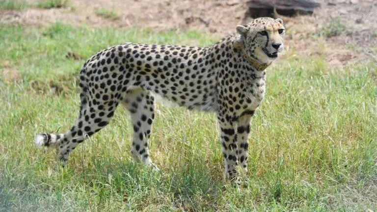 Cheetahs in India