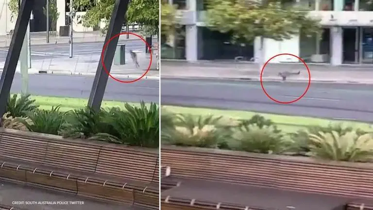 Kangaroo hopping in middle of empty Australian street leaves netizens amazed Kangaroo