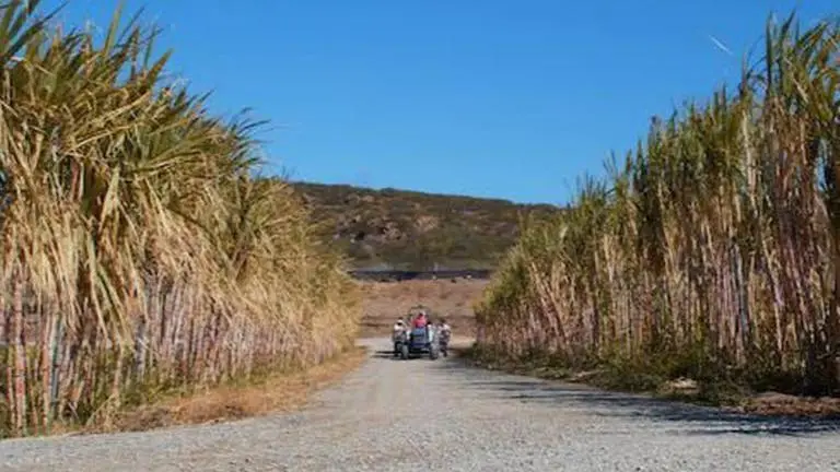 Balrampur Chini bullish on growth, government push on ethanol Ethanol