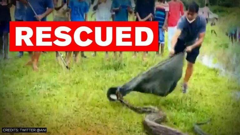 Assam: 16-foot Burmese python rescued from Nagaon district, watch ...