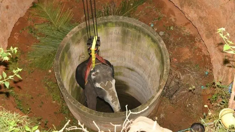 WATCH: Elephant trapped in a 50-foot well rescued after 13-hour operation in Tamil Nadu Tamil Nadu