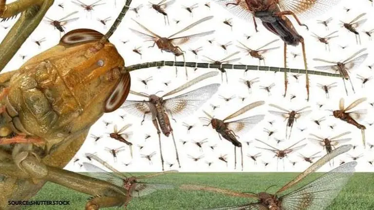 Locust plague to Frank the peacock: Here are top viral news of this week locust plague