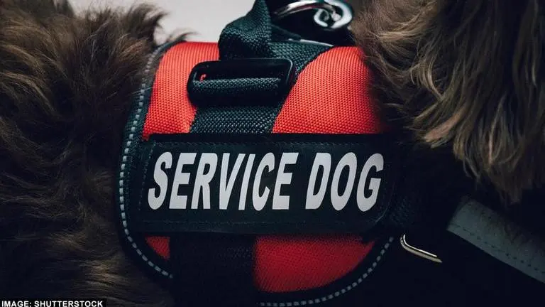 Pets fulfil emotional deficit: Mumbai Court grants maintenance to woman with 3 dogs