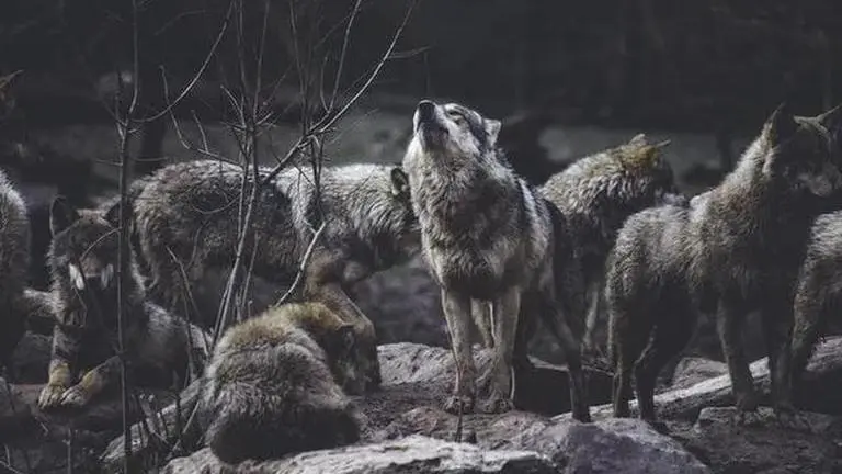 Wolves
