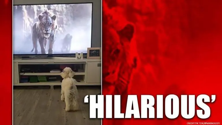 Dog gets scared of a hyena while watching 'The Lion King', netizens in splits Dog