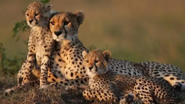 Former Chambal dacoit raises awareness about cheetahs being brought to MP's Sheopur Cheetahs in India