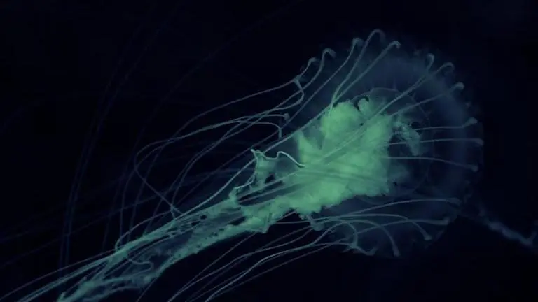 Florida man dies of a 'brain-eating' amoeba; know about its symptoms and treatment US