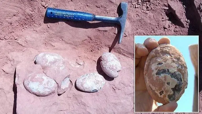 Brazil: Fossilised eggs dating 60-80 Mn yrs ago belongs to dinosaurs, confirms scientists Brazil