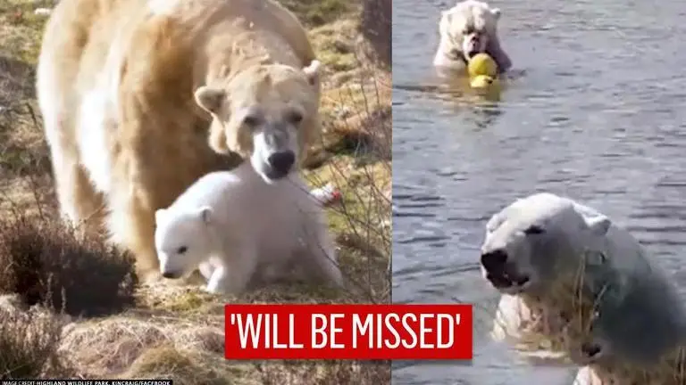 UK welcomes first polar bear cub in 25 years, relocated from Scotland to Yorkshire UK