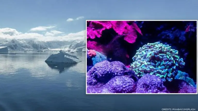 Scientists expose Antarctic sea life that was trapped under ice for over 50 years Antarctic