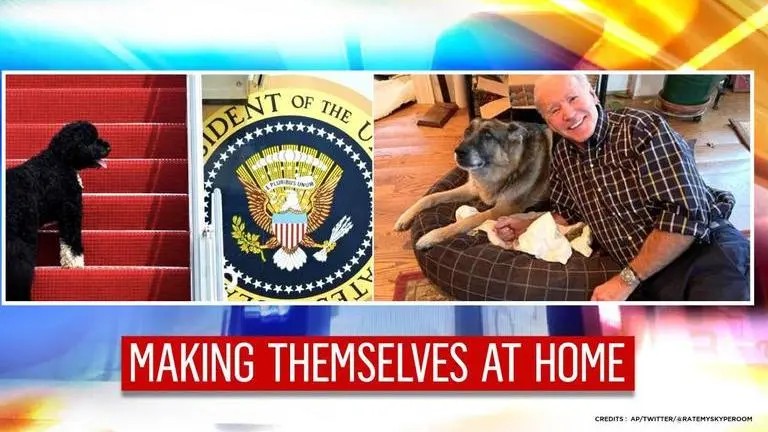 Pets return: US President Joe Biden's dogs officially arrive at White House Biden