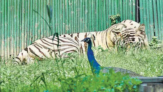 Delhi Zoo to add advance ticket booking option