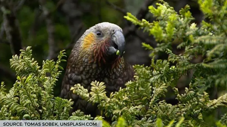 New Zealand birds have cognitive ability just like humans: Study new zealand