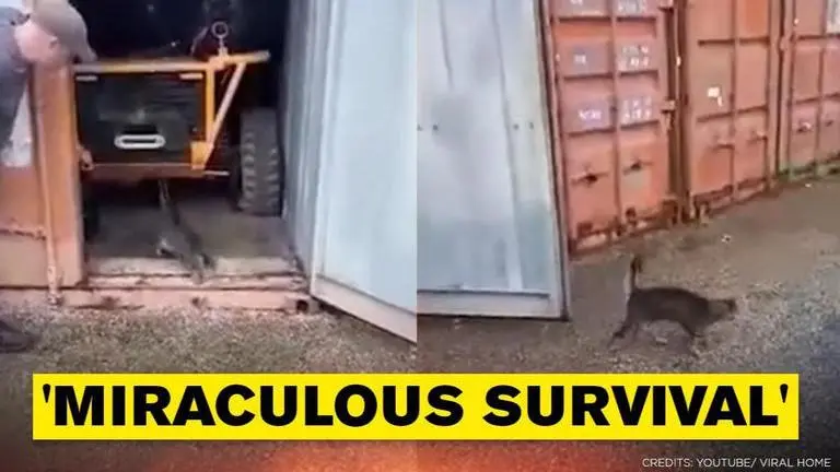 Cat trapped in shipping container survives by eating spiders, licking condensed water