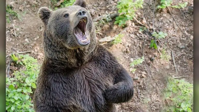 Terrified Russian couple spent 10 days trapped up tree to escape hungry bear on trail Russia