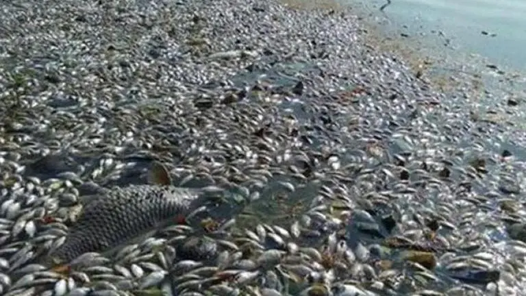 Pune: Hundreds of fish found dead in Jambhulwadi lake; mud waves stated as probable reason Jambhulwadi lake