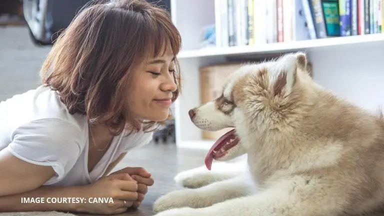 all american pet photo day history