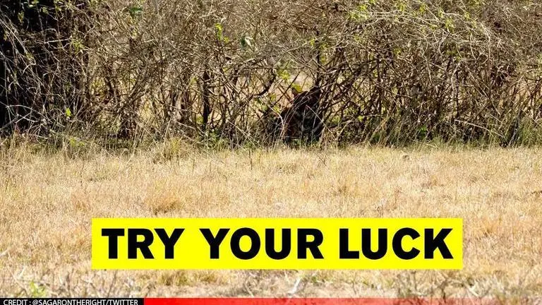 Image of tiger camouflaged in bushes baffles netizens; Can you spot it at first glance? Image