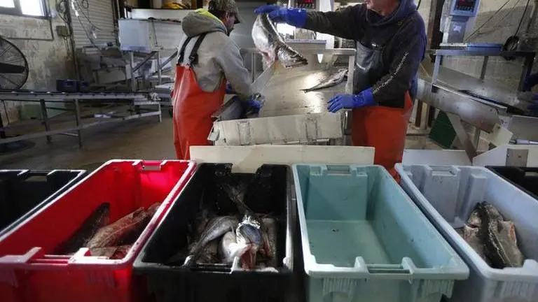 Worldwide slowdown in fishing unlikely to save rare species