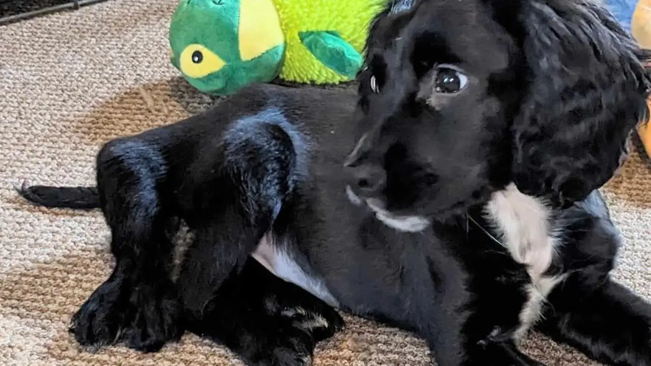 6-legged Dog Found In Wales, Once Abandoned; Operated Upon To Remove Extra Limbs Six-legged dog found in Wales has surgery to remove extra limbs