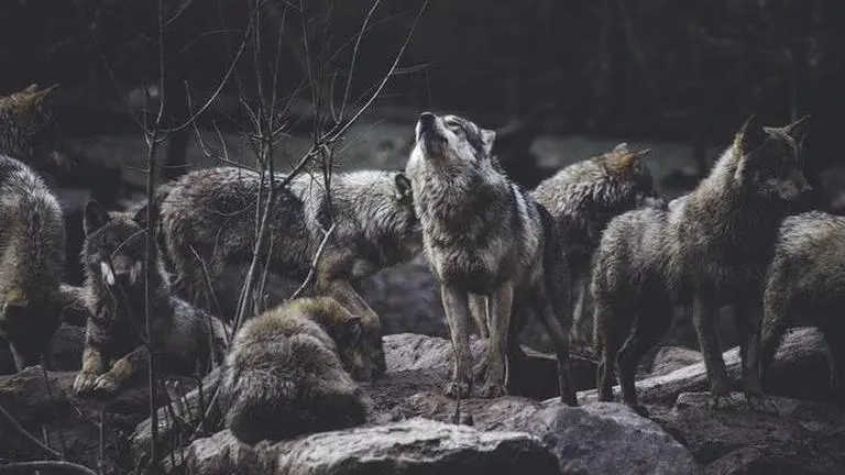 Wolves
