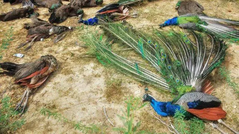 MP: Amid bird flu cases, 5 peacocks found dead in Jhabua