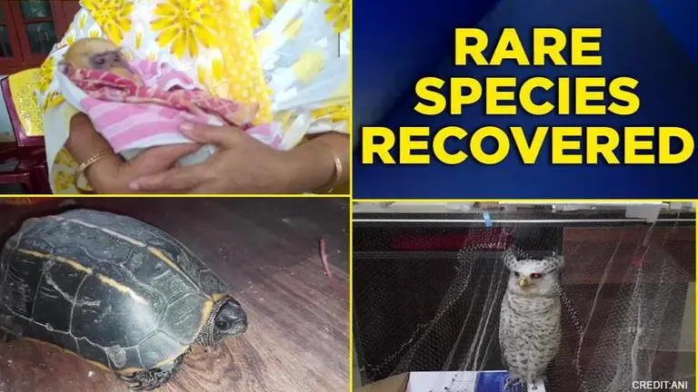 Rare owl, langur and turtle species recovered in Assam as police arrests their smugglers Assam