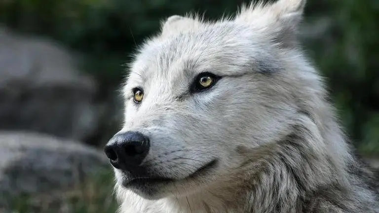 US planning to lift endangered species protections for gray wolves US