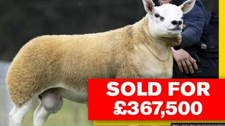 World's most expensive sheep sold for £367,500 at an auction in Scotland World