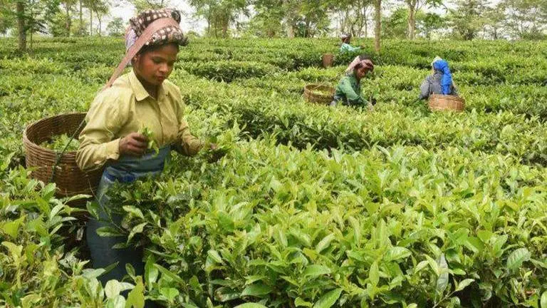 Tea growers feel pinch of Assam protests, fear less production and sales Assam protests