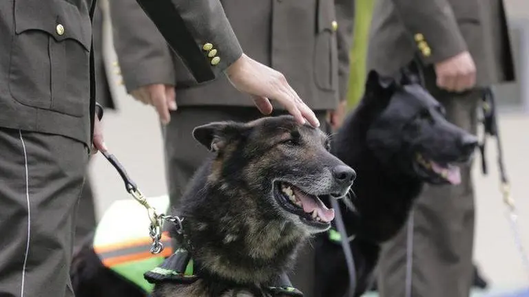 Ecuadorian Police give retired police dogs up for adoption