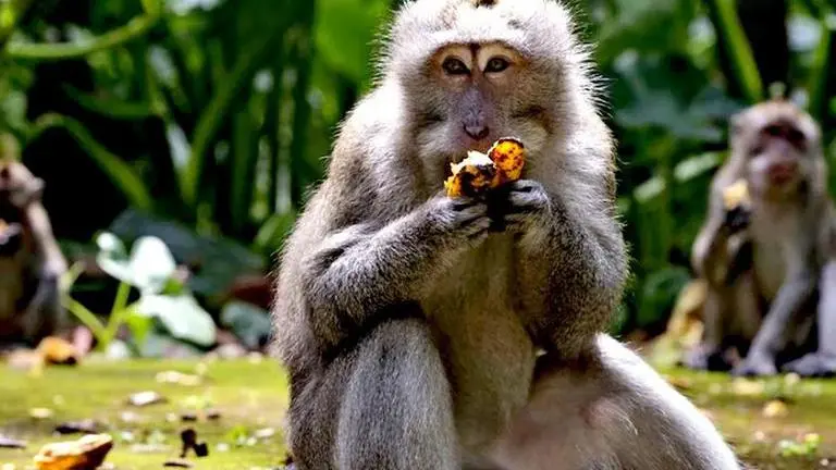 Bali: Monkeys raid village in search of food as number of tourists who fed them drops Bali, Sangeh Monkey Forest