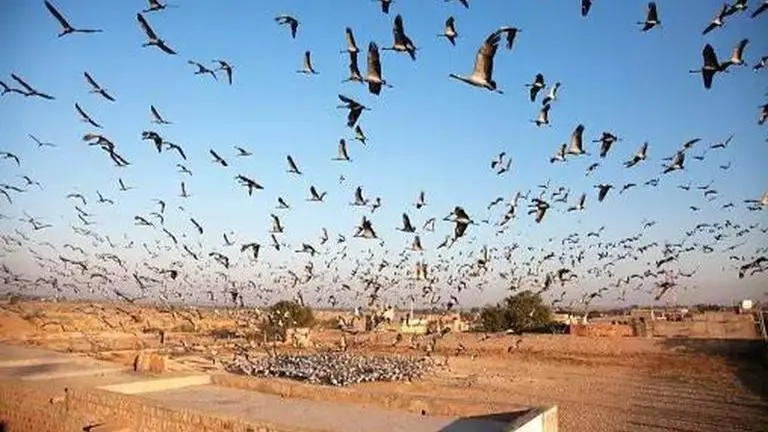 78 species of birds are found only in India: Report