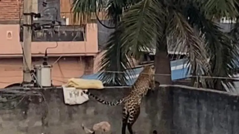 Leopard Enters Delhi's Wazirabad, Attacks Resident; Several Injured
