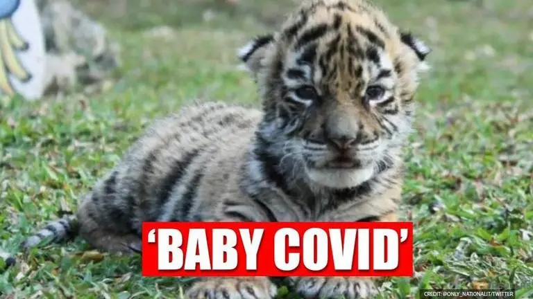Tiger born with name Covid in a Mexican zoo, leaves netizens amazed