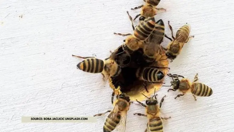 World Bee Day 2020: Everything about the theme, date & purpose of the day World bee day theme 2020