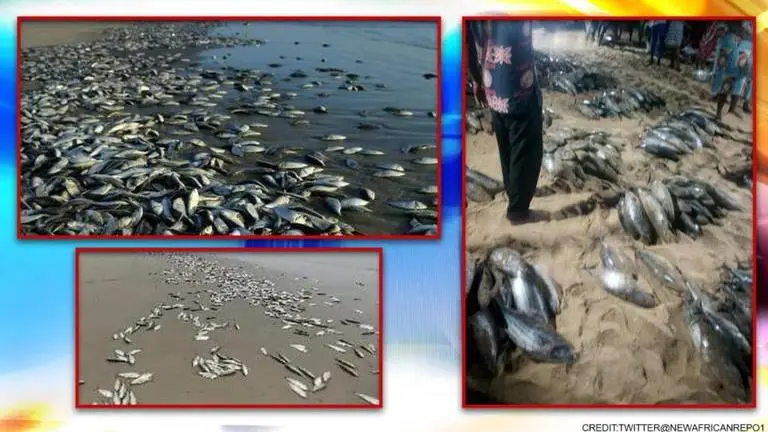 Ghana authorities launch probe as over 60 dolphins wash up dead on beaches dolphins