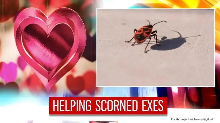 'Cry Me a Cockroach': US zoo has an unusual fundraiser for scorned exes on Valentine's Day Zoo