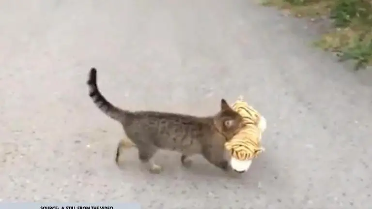 Cat walks away with stuffed toy 'borrowed' from neighbour, video goes viral; See here cat video