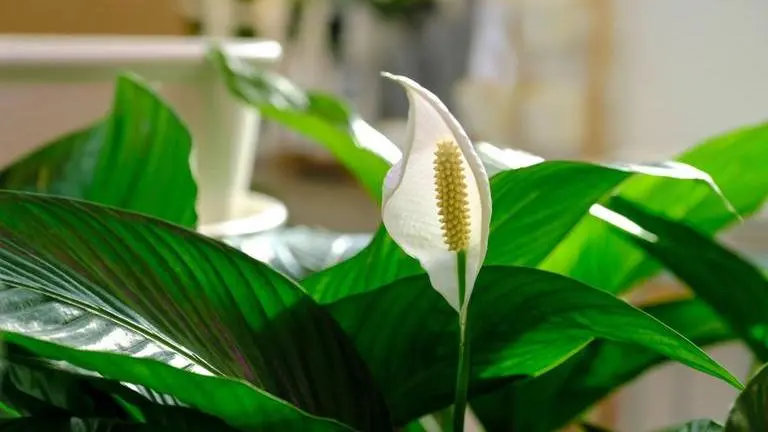 Peace Lily Plant