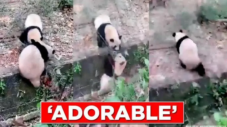 ‘Childhood pranks’: Video of panda siblings playing together makes netizens nostalgic pranks