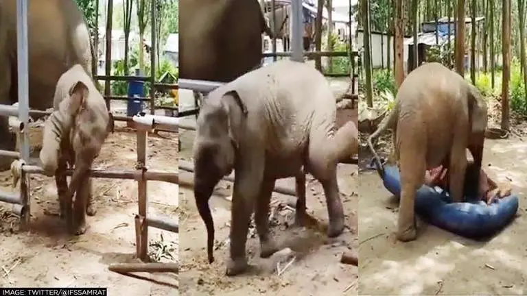 Viral video of baby elephant tussling with its keeper over a mattress wins internet; Watch Viral video