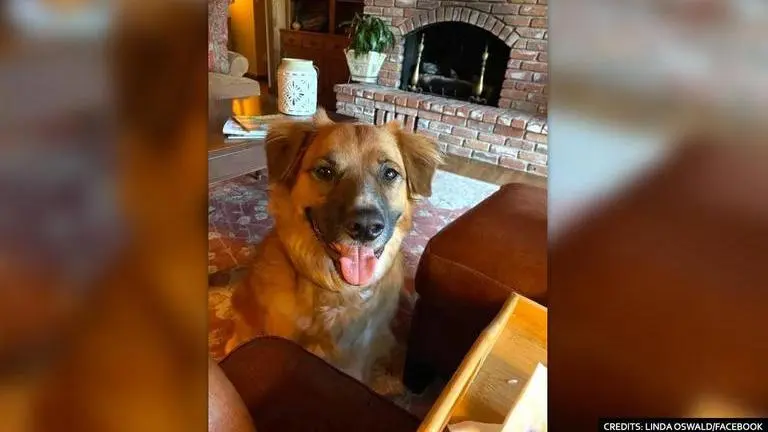 'Found': Pet dog missing after car accident reunites with his family after 2 days Dog Missing