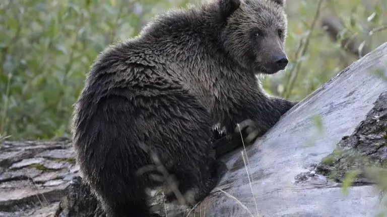 Alaska Man rescued after being stalked and attacked by Grizzly bear for a week Alaska